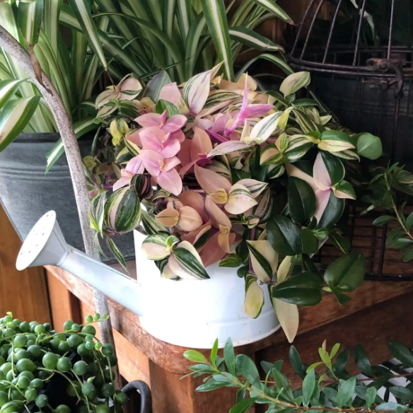 Richfield Garden Centre2