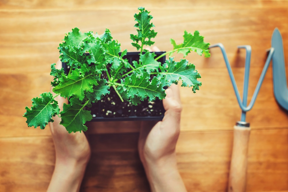 Person holding a kale plant on a rustic wooden table